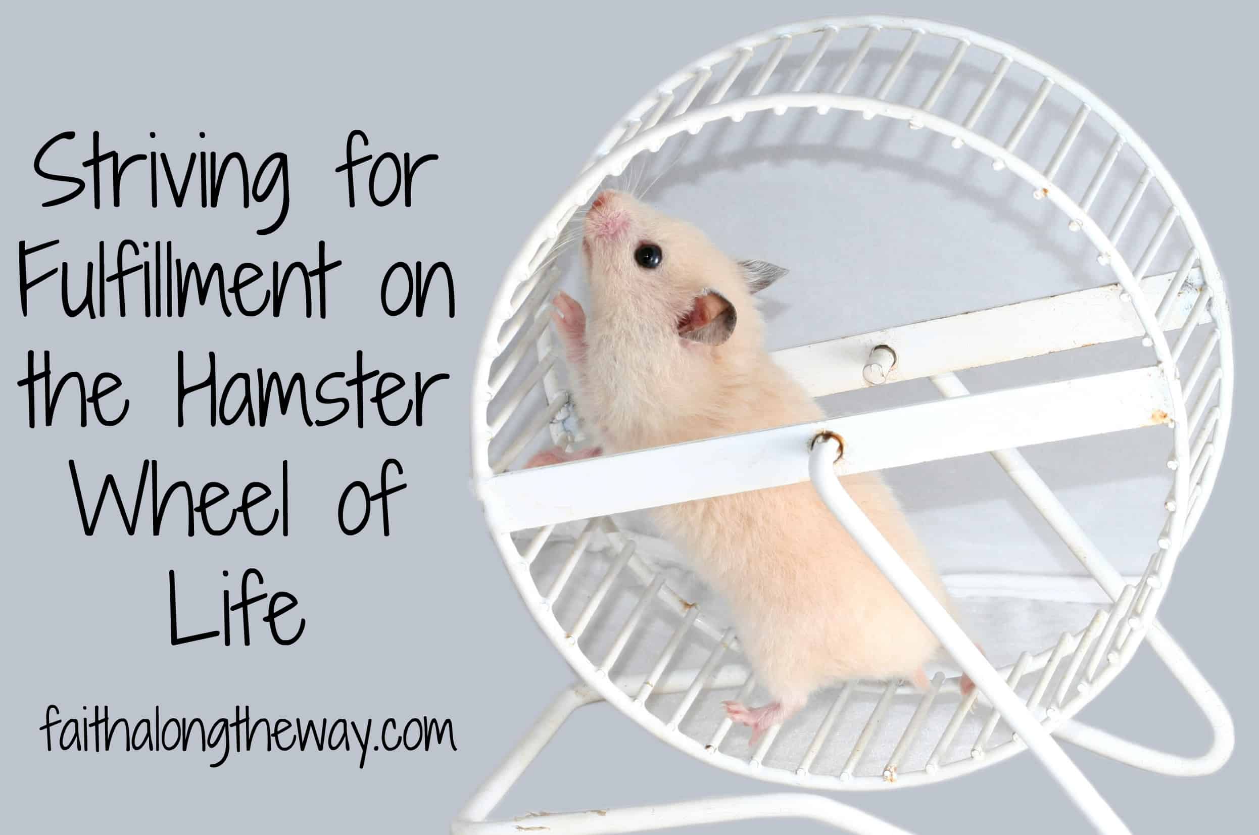 Sad hamster violin hamster. Sad Hamster. Hamster Life. Хамстер на английском. 3d Hamster программа.